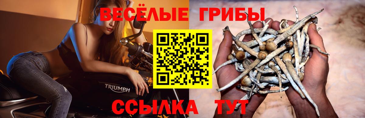 Армавир  Псилоцибиновые грибы MAGIC MUSHROOMS  Вход с VPN 